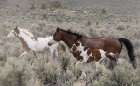 Wild horses on the move Art Print